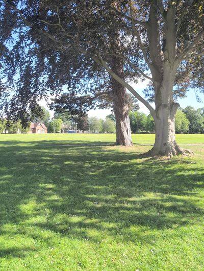 Two mature trees shading a broad grassy playing field, a small building in the distance.